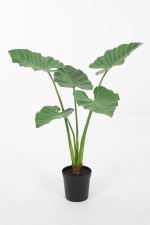 Alocasia in Pot 102cm
